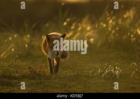 Red Fox / rotfuchs ( Vulpes vulpes ) la chasse sur les prairies, tard dans la soirée, la faible lumière du soleil, contre-jour, pleine d'atmosphère, de la faune, euro Banque D'Images