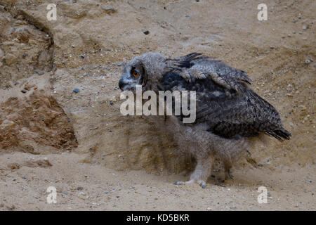 Grand / owl Bubo bubo europaeischer uhu ( ), jeune poussin, etc.) dans un bac à sable, explorer son environnement, au crépuscule, de la faune, de l'Europe. Banque D'Images