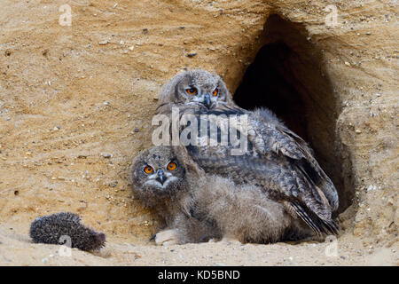 Grand hiboux / europaeische uhus ( Bubo bubo ), de mue poussins avec carcasse de hérisson à l'avant à leur nid Burrow, la faune, l'Europe. Banque D'Images