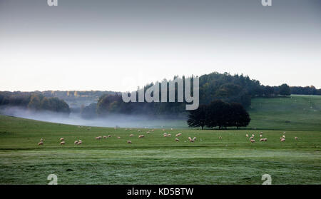 Un matin brumeux sur le parc national des South Downs dans West Sussex Banque D'Images