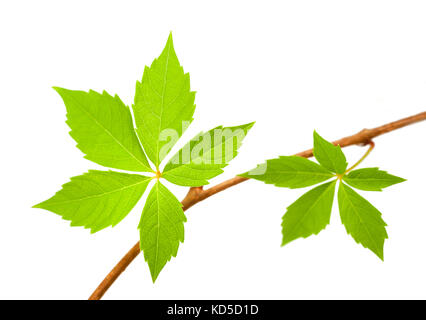 Branche de vitesse rampante de Virginie avec feuilles isolées sur blanc Banque D'Images