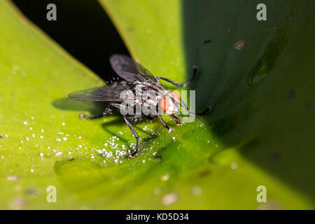 Mouche sur une feuille Banque D'Images