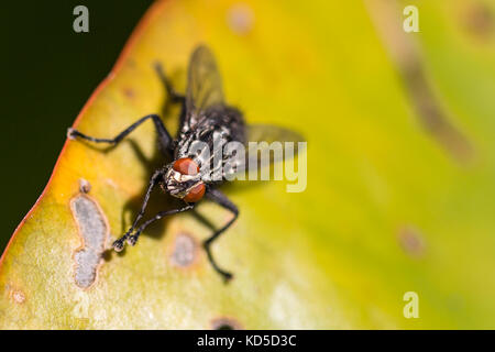 Mouche sur une feuille Banque D'Images