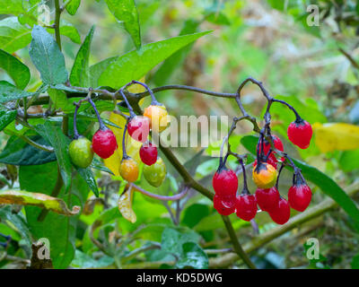 Ombre à la nuit Woody baies de Solanum dulcamara en automne Banque D'Images