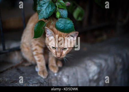 Orange tabby cat, kitten rue sauvages portrait - Israël Banque D'Images