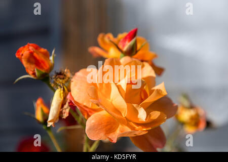 Belle floraison rose brousse près de fenêtre sur mur Banque D'Images