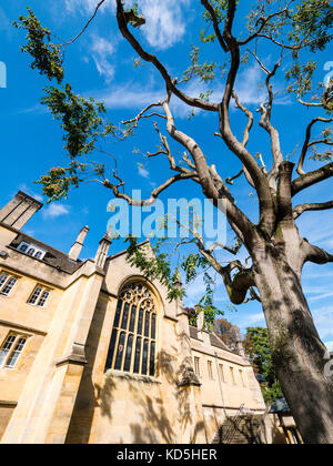 Chapelle wadham , Wadham College, Oxford, Oxfordshire, Angleterre Banque D'Images