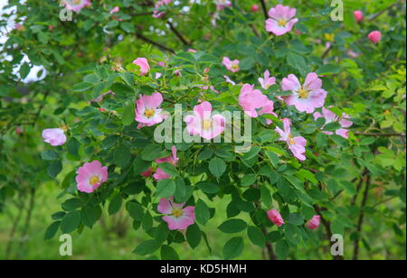 Dog rose blossoms rosa canina Banque D'Images