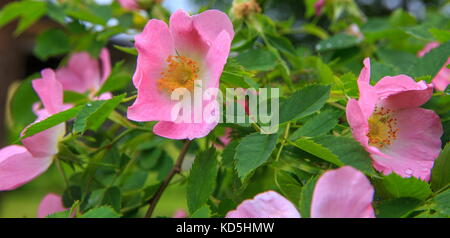 Dog rose blossoms rosa canina Banque D'Images