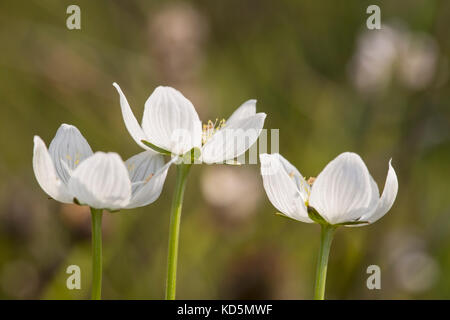 Le gazon d'paranssus Parnassia palustris fleurs en croissance dans la mire à Norfolk, UK Banque D'Images