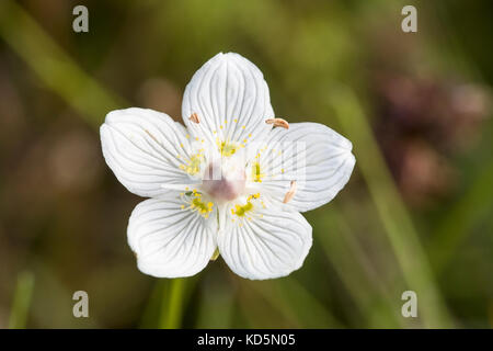 Le gazon d'paranssus Parnassia palustris fleurs en croissance dans la mire à Norfolk, UK Banque D'Images