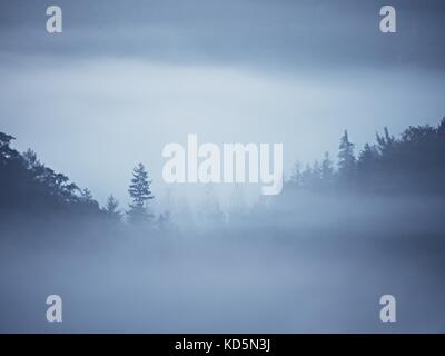 Brume D'été colorés dénudée. forêt après une lourde nuit pluvieuse. treetops est passé de brouillard épais et de décapage de l'inversion. Banque D'Images