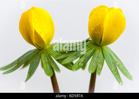 Eranthis hyemalis de gros plan devant un fond blanc Banque D'Images