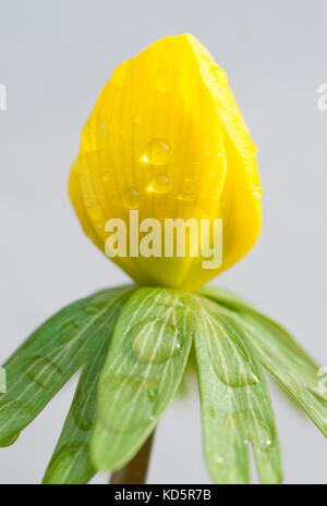 Eranthis hyemalis de gros plan devant un fond blanc Banque D'Images