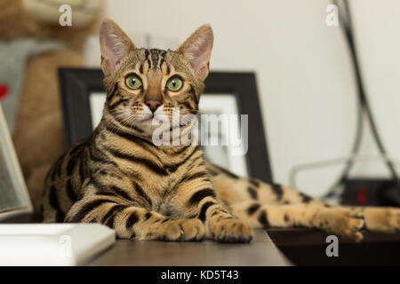 Race de chat bengal à l'âge de 5 mois d'avoir menti sur la table de chevet Banque D'Images