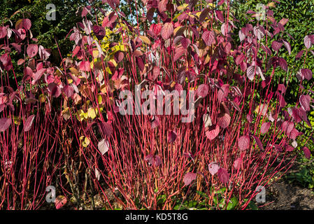 Cornus alba sibirica, cornouiller, rouge, Banque D'Images