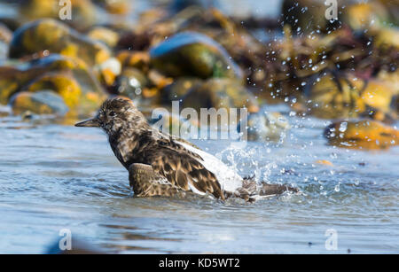 Collier oiseau (Arenaria interpres) en plumage non-reproduction splashing in water sur une plage à marée basse, à l'automne dans le West Sussex, Angleterre, Royaume-Uni. Banque D'Images