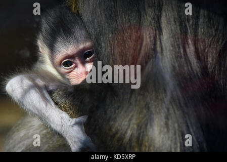 Madrid, Espagne. 10 octobre, 2017. Le nouveau-né avec sa mère sur la photo mandrill juillet à Madrid zoo. crédit : Jorge sanz/pacific press/Alamy live news Banque D'Images