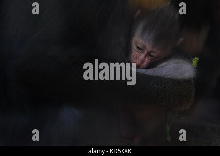 Madrid, Espagne. 10 octobre, 2017. Le nouveau-né avec sa mère sur la photo mandrill juillet à Madrid zoo. crédit : Jorge sanz/pacific press/Alamy live news Banque D'Images