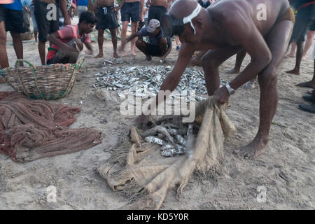 Uppuveli, Sri Lanka - le 26 mars 2017 : les pêcheurs locaux trier les prises de poisson sur le sable de la plage Banque D'Images