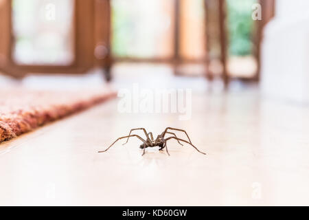 Maison commune araignée sur un carrelage lisse vu du niveau du sol dans une cuisine dans une maison résidentielle Banque D'Images