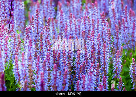 Salvia (homonymie) plante blossom Banque D'Images