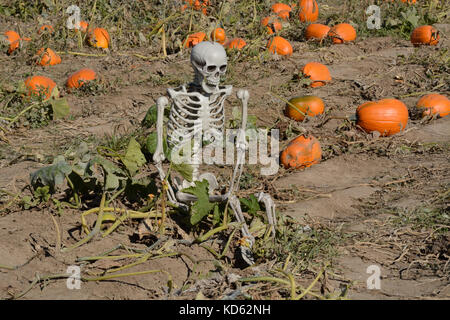 Squelette halloween assis en automne citrouille citrouilles avec Banque D'Images