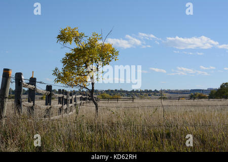 Petit arbre solitaire seul dans le champ agricole clôturé Banque D'Images