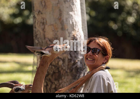 San Diego, CA, États-Unis - 6 octobre 2017 : Southern Gerenuk donne à un membre du personnel du San Diego Zoo Safari Park amour et affection. Éditorial uniquement. Banque D'Images