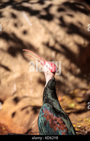 Le sud de l'ibis chauve Geronticus calvus connu comme perches dans un nid dans un arbre Banque D'Images