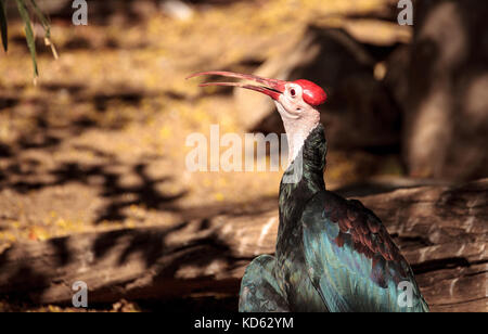 Le sud de l'ibis chauve Geronticus calvus connu comme perches dans un nid dans un arbre Banque D'Images