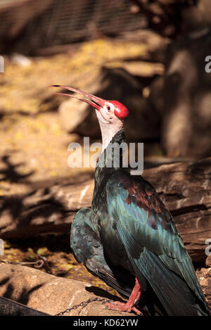 Le sud de l'ibis chauve Geronticus calvus connu comme perches dans un nid dans un arbre Banque D'Images