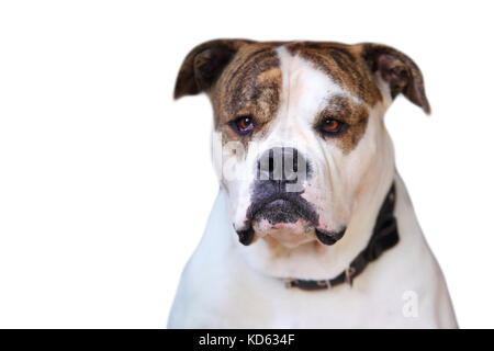 Portrait of american bulldog isolé sur fond blanc. studio shot of American Bulldog. Banque D'Images