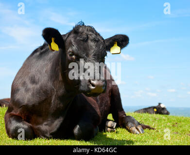 Aberdeen Angus noir vache au pâturage en Angleterre Banque D'Images