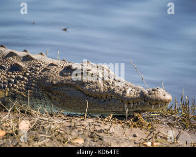 Closeup portrait of crocodile d'Afrique portant sur la banque du fleuve Chobe, Chobe National Park, Botswana, Afrique du Sud. Banque D'Images