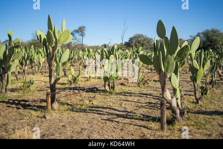 Prickly Pear Cactus fig ou plantation avec beaucoup de cactus lignes à Windhoek, Namibie, Afrique du Sud. Banque D'Images