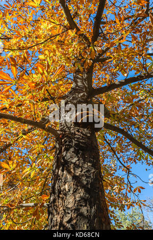 Champignon poussant sur le tronc d'arbre orange en automne Banque D'Images