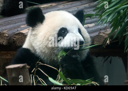 Base de recherche de chengdu de reproduction du panda géant en Chine, l'Asie. L'alimentation des animaux sauvages bambou. animal dans le zoo, des jardins zoologiques, centre de sauvetage Banque D'Images
