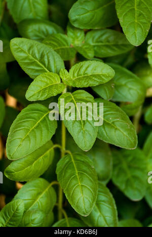 Arrière-plan de plantes fraîches basilic sacré à Djibouti, Afrique de l'Est Banque D'Images