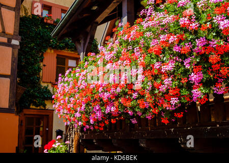 Géraniums, colorés, storksbills (Géraniacées) sont utilisés pour la décoration des maisons à colombages dans le village historique Banque D'Images
