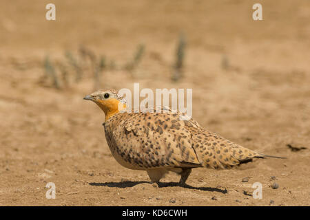 Sandgrouse tachetée femelle (Pterocles senegallus) au Grand rang de Kutch, Gujarat, Inde Banque D'Images