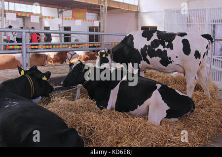 Les vaches domestiques portant sur le foin à l'intérieur farm stables Banque D'Images