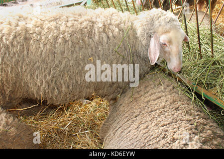 Moutons blancs portant sur l'herbe dans l'étable Banque D'Images