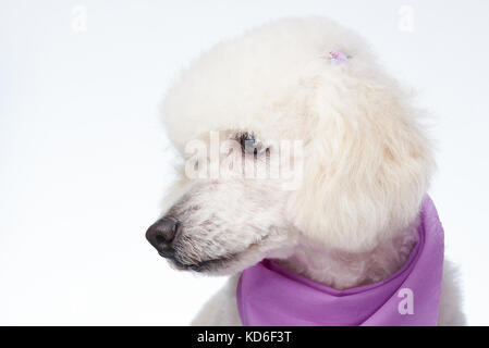 Portrait de profil de pistes isolées chien caniche Banque D'Images