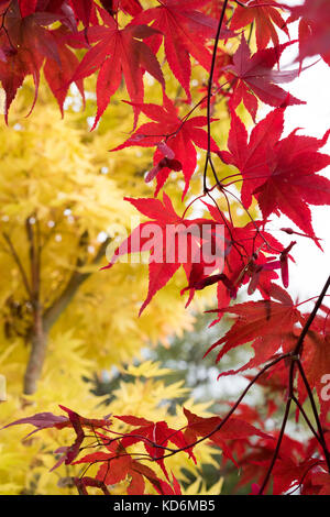 Acer palmatum atropurpureum. En automne de l'érable japonais Banque D'Images