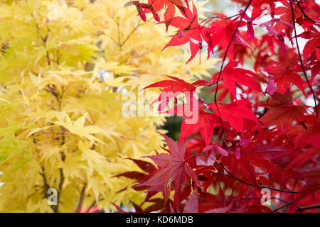 Acer palmatum atropurpureum. En automne de l'érable japonais Banque D'Images