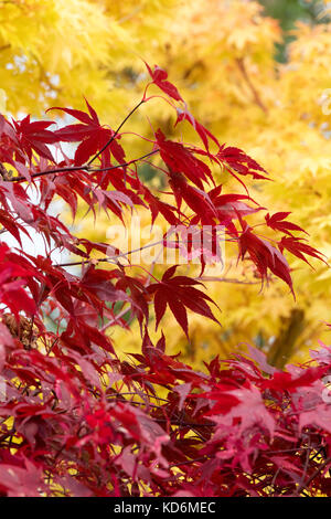 Acer palmatum atropurpureum. En automne de l'érable japonais Banque D'Images