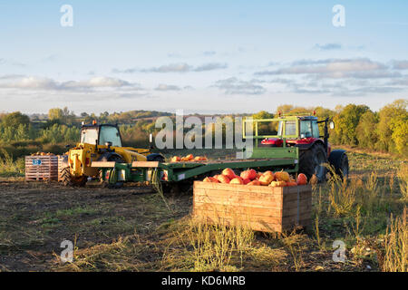 Citrouilles récoltées dans des caisses dans un champ d'agriculteurs. Le Warwickshire, Angleterre Banque D'Images