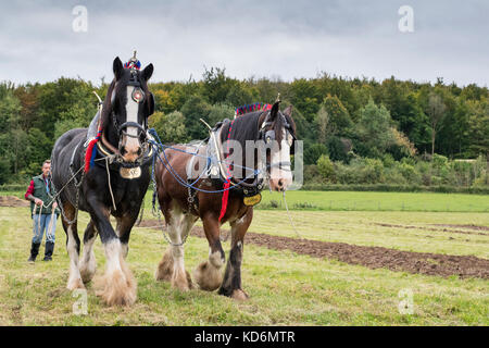 Shire chevaux au Weald et Downland Open Air Museum, campagne automne show, Singleton, Sussex, Angleterre Banque D'Images
