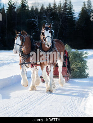 Une photo de deux chevaux Clydesdale tirant un traîneau avec un arbre de Noël derrière elle à travers la neige. Banque D'Images